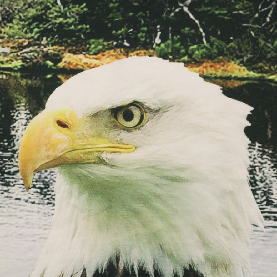 60H0822592 Plow & Hearth Panneaux de rideaux photoréalistes à passe-tringle inspirés de la nature - scène d'ours - 52 x 84 articles ménagers