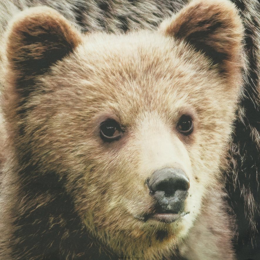 60H0822592 Plow & Hearth Panneaux de rideaux photoréalistes à passe-tringle inspirés de la nature - scène d'ours - 52 x 84 articles ménagers