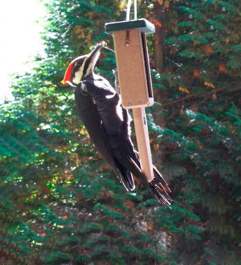 60H082773 Plow & Hearth distributeur de suif à gâteau unique cour et jardin